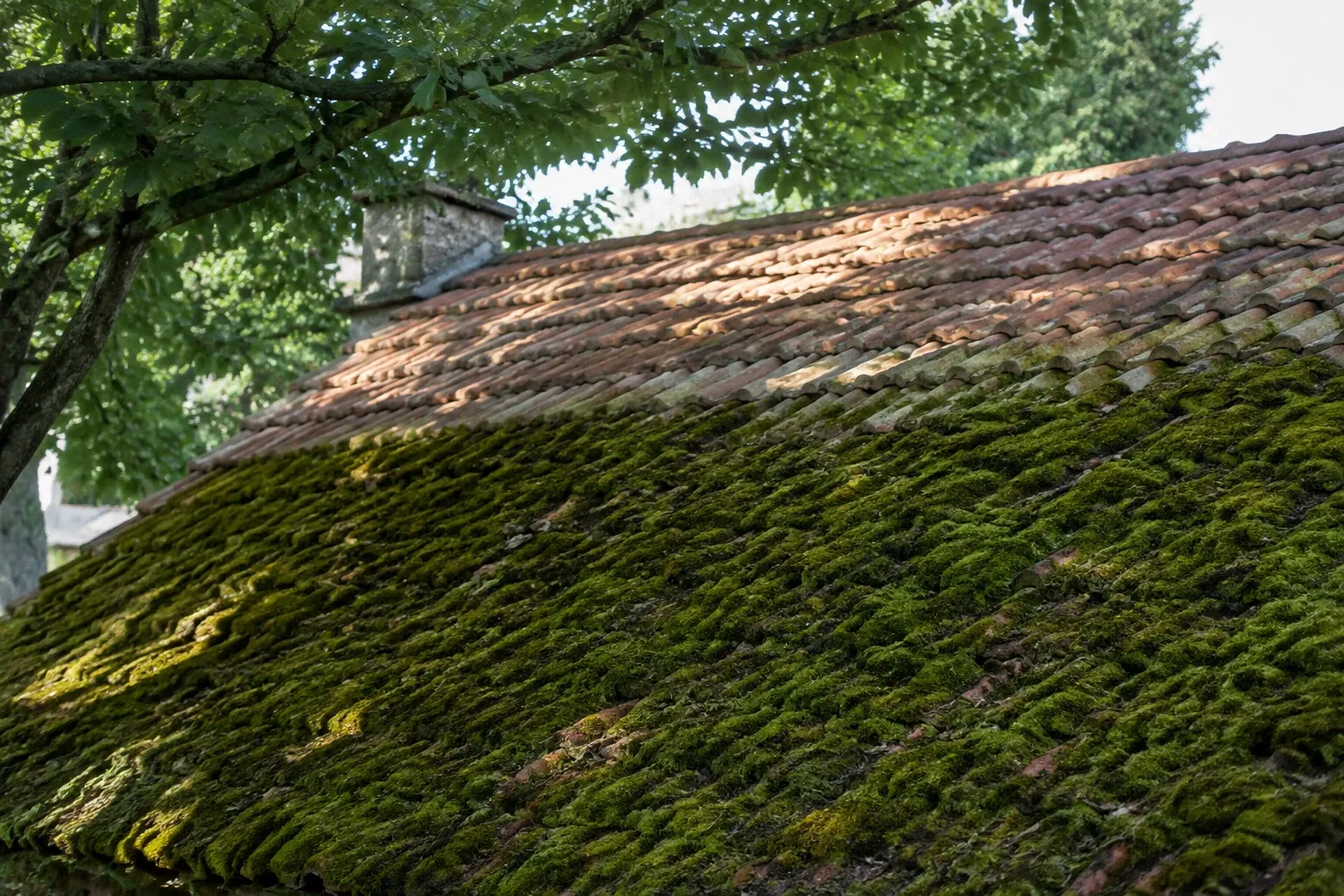 Toiture en tuiles partiellement recouverte d'une épaisse couche de mousse verte, arbres alentour