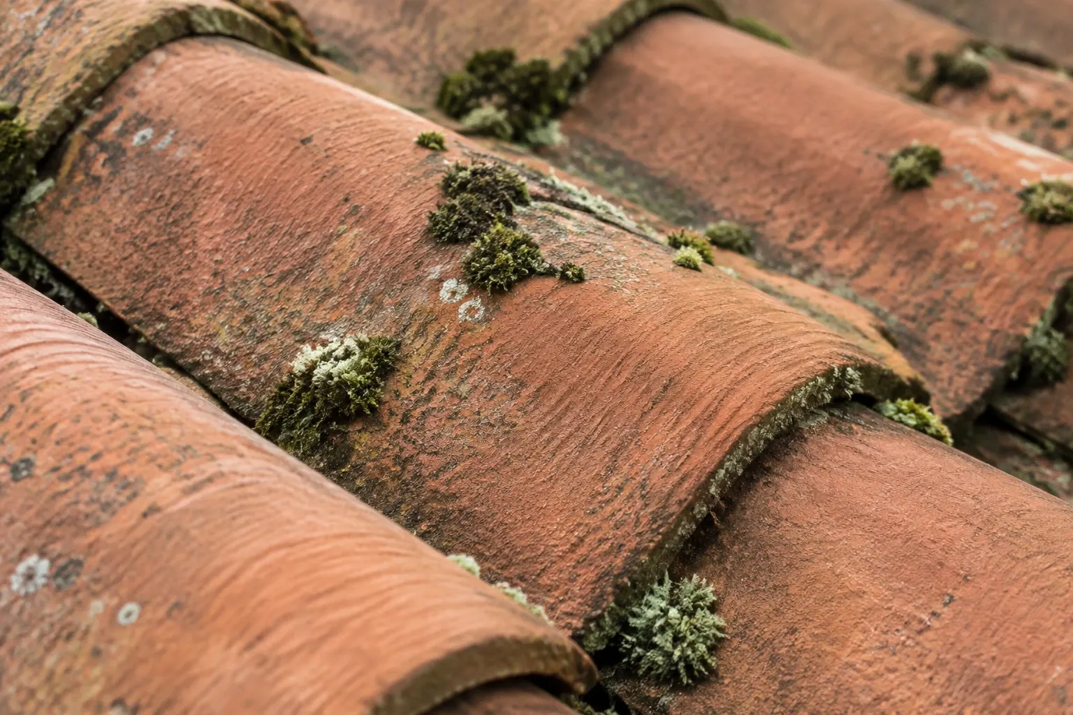Tuiles en terre cuite recouvertes de mousse et lichen, gros plan sous lumière douce